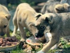 Хозяйка приюта для животных с линии фронта: Собаки сами запрыгивали в нашу машину