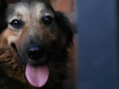 Собака Джесси, которая искала хозяина среди руин в Киеве, нашла новый дом