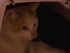  Хартия  рассказала об уникальной операции по спасению кота с передовой