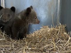  Домажир  приютил двух медвежат, которых нашли в дикой природе