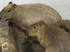В Николаевском зоопарке поселились капибары - это самые большие грызуны в мире
