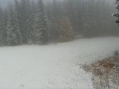 Буковель и соседние курорты покрыло снегом, - соцсети