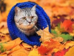 В Україні розпочинається опалювальний сезон: названо чітку дату