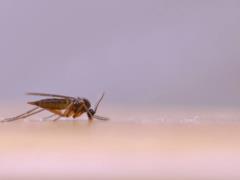 Комары были уже во времена динозавров: ученые нашли личинку, которой около 99 млн лет.