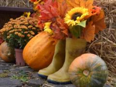 Что делать с тыквами после Хеллоуина: и вазу, и кашу, и корм для кроликов