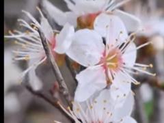 В  Тузловских лиманах  на Одесчине посреди осени расцвела алыча