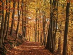 Погода в Украине 5 ноября - холоднее всего будет на западе, на юге до +17