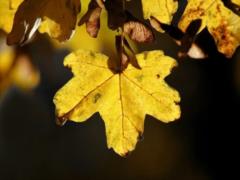 На Украину надвигается похолодание, 9 ноября ряд областей накроют дожди