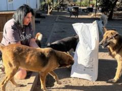  Мы не можем отказать военным  - как живет приют  Пегас , который спас полярного волка