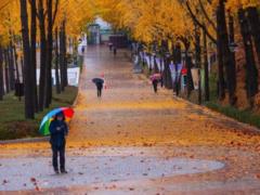 В Украину идет циклон Niksala – он несет дожди и похолодание