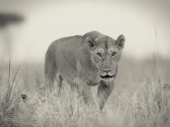 Из реабилитационного центра для диких животных в Хмельницком сбежали два льва