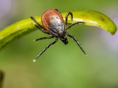 Мужчина умер от аллергии на мясо, вызванной укусом клеща: ученые обеспокоены