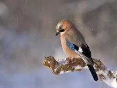 Погода в Украине 19 ноября - ночью прогнозируют 4 градуса мороза, днем ??не больше +8