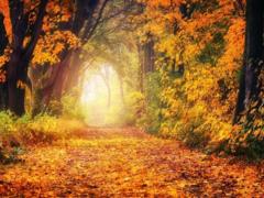 Погода 21 ноября – в Украину идет потепление до +14 градусов