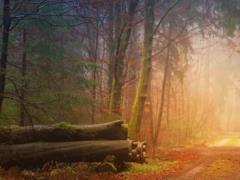 Погода в Украине 26 ноября: циклон Wolfgang принесет на запад дожди, а на остальную территорию - сильный ветер