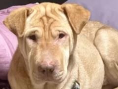 В Донецкой области спасли пса, который месяц жил в разрушенном доме