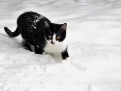 Зима в Украине началась с дождей и туманов, но к концу недели похолодает - прогноз на 2 декабря