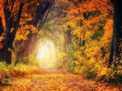 В Киеве ноябрь этого года стал четвертым среди самых теплых за время наблюдений