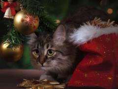 Какая будет погода в Украине на Николая - прогноз на 6 декабря