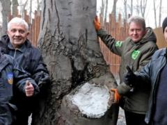 В Киевском зоопарке спасли столетний бук