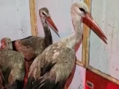 В Киевской области волонтеры спасли 9 аистов, которые застряли на свалке