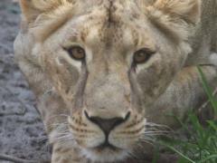 В Южной Африке внезапно умерла львица Василина, спасенная из Харьковской области