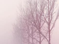 В Украине 21 декабря ожидается до +3 тепла, но ряд областей накроет туман