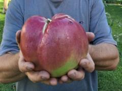 В реестр рекордов Украины внесли килограммовое яблоко