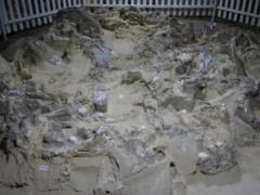 Древние жители Украины строили жилища из костей мамонта: когда это было