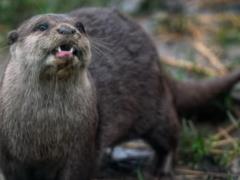 В Одесской области в заповеднике  фотоловушки  зафиксировали редкого зверя