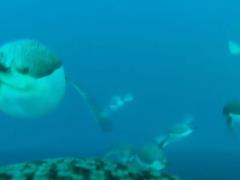 Украинские полярники показали подводное видео со спины пингвина