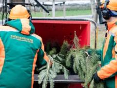 Куда деть живую елку после праздников