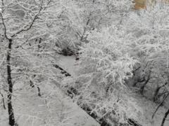 Непогода в Украине - в Карпатах видимость до 50 метров, а Киев засыпает снегом