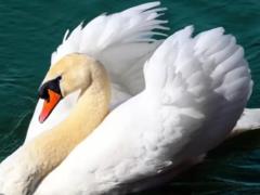 В Одесской области в «Тузловских лиманах» собралось почти 2 тысячи лебедей