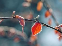 В Украине 15 января продолжатся сильные морозы, в некоторых областях - снег и гололедица