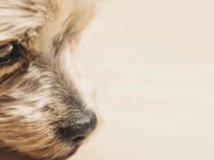 Сеть АТБ отреагировала на инцидент с бездомной собакой в ??Днепре, которую выгнали на мороз