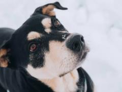 Бизнес сможет пускать животных в заведения без риска штрафов