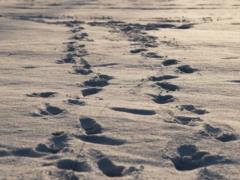 В Украине 26 января ожидаются дожди и мокрый снег, в некоторых областях - мороз до -13