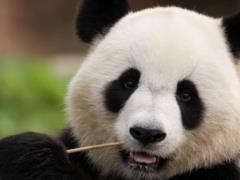 Китай возвращает из Японии последних панд из-за ухудшения дипломатических отношений
