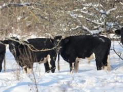 В Чернобыльской зоне зимует стадо одичавших коров, которые не боятся ни морозов, ни волков