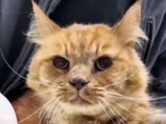 В Киеве спасли кота Симбу, который застрял в вентиляции девятиэтажного дома