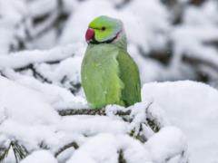 Черновицкие попугаи научились есть снег на морозе и улетать не собираются