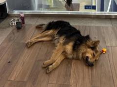 Киевскому псу-путешественнику грозит возвращение на улицу