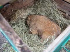 Харьковский сурок Тимко  прогнозировал  приход весны через шесть недель