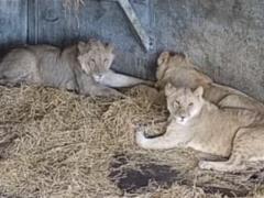 Зоозащитники показали, как украинские львы обосновались в Англии