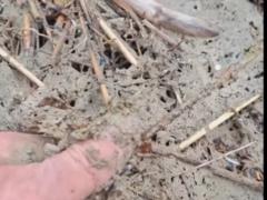 Побережье Одесщины загрязнено маслом – ее выбрасывает из моря после российских обстрелов