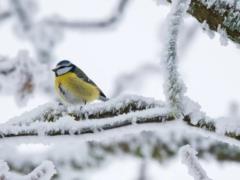 Ближайшая ночь в Украине вероятно завершит период сильных морозов - погода на 10 февраля