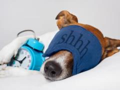 У «сов» чаще наблюдаются проблемы с сердцем: ученые рассказали, почему