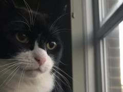 В Великобритании умер кот Палмерстон, который работал в МИД