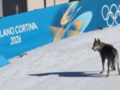 Собака стала участником женского кросса на Олимпиаде в Милане и Кортине